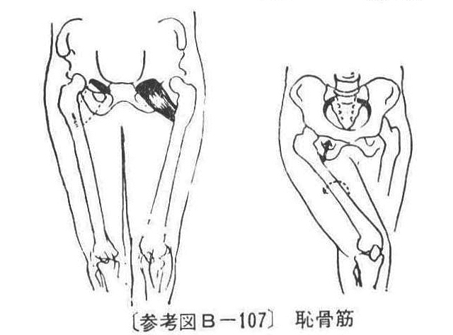 〔参考図B―107〕 恥骨筋