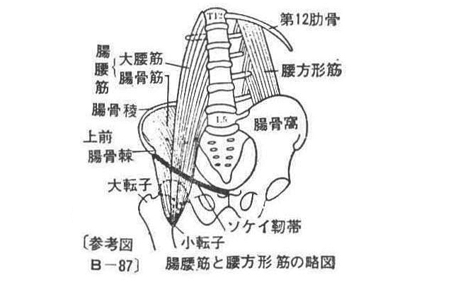 〔参考図B―87〕 腸腰筋と腸方形筋の略図