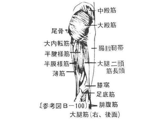 〔参考図B―100〕 大腿筋(右、後面)