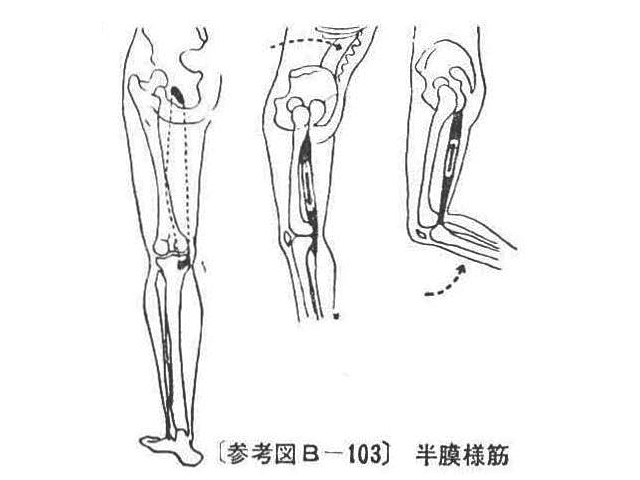 〔参考図B―103〕 半膜様筋