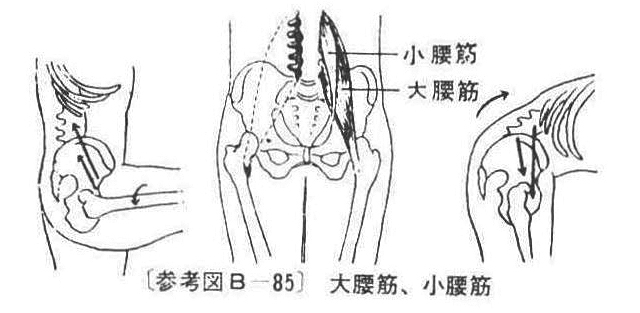 〔参考図B―85〕 大腰筋、小腰筋