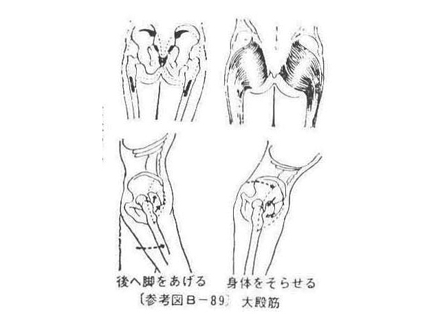 〔参考図B―89〕 大殿筋