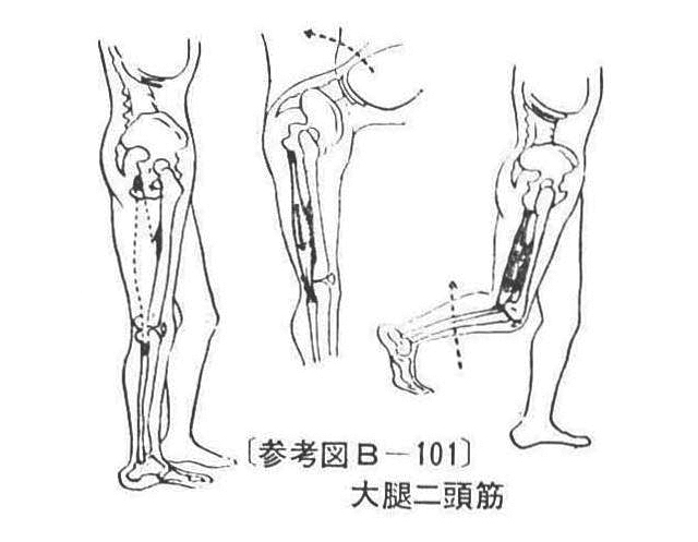 〔参考図B―101〕 大腿二頭筋