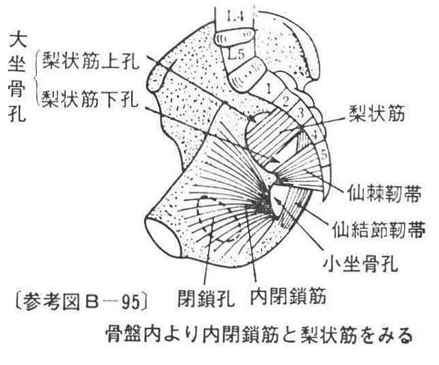 〔参考図B―95〕 骨盤内より内閉鎖筋と梨状筋をみる