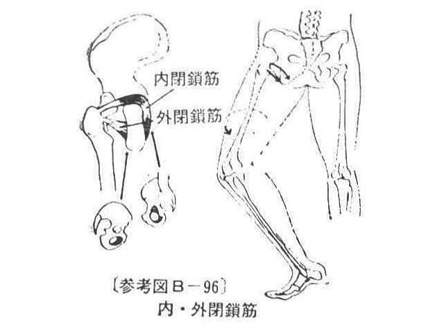 〔参考図B―96〕 内・外閉鎖筋