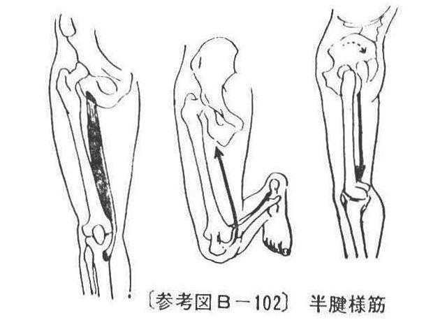 〔参考図B―102〕 半腱様筋