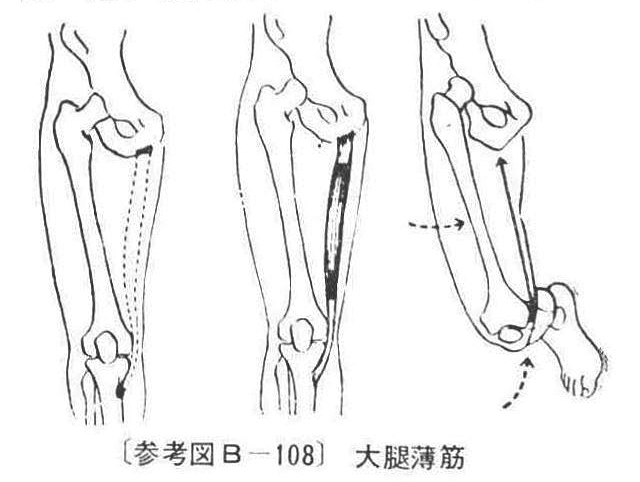 〔参考図B―108〕 大腿薄筋