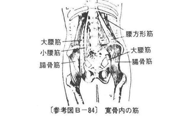 〔参考図B―84〕 寛骨内の筋