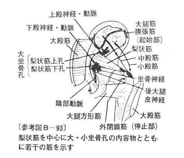 〔参考図B―93〕 梨状筋を中心に大・小坐骨孔の内容物とともに若干の筋を示す