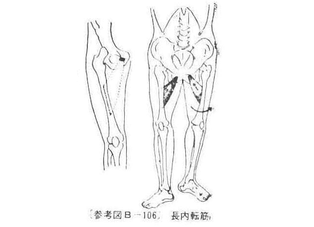 〔参考図B―106〕 長内転筋
