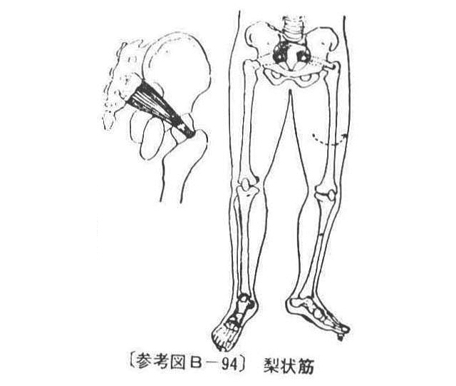〔参考図B―94〕 梨状筋