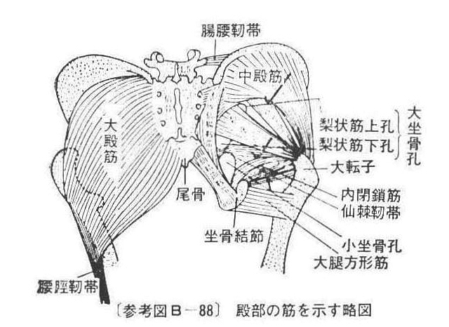 〔参考図B―88〕 殿部の筋を示す略図