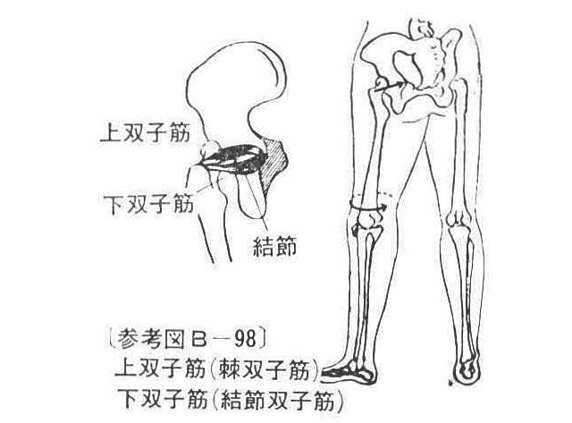 〔参考図B―98〕 上双子筋(棘双子筋〕 下双子筋(結節双子筋)