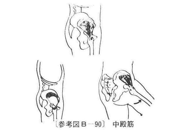 〔参考図B―90〕 中殿筋