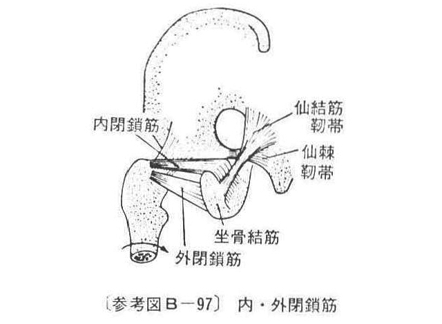 〔参考図B―97〕 内・外閉鎖筋