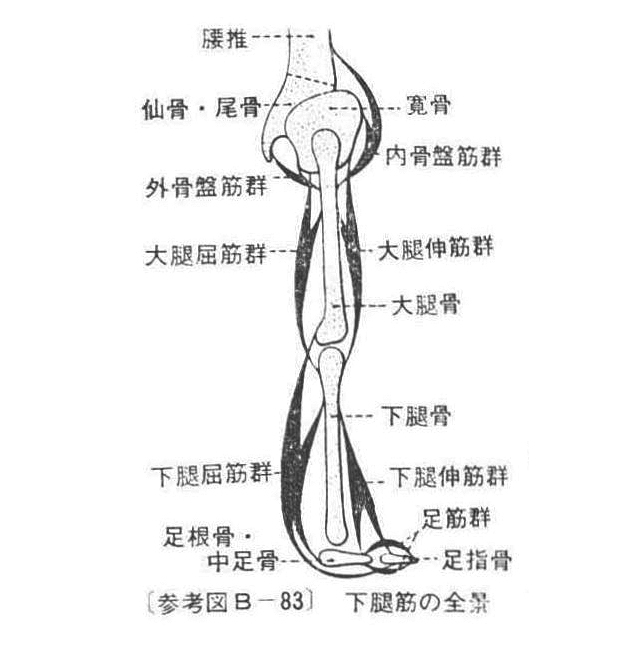 〔参考図B―83〕 下腿筋の全景
