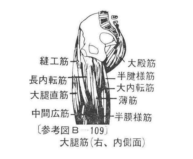 〔参考図B―109〕 大腿筋(右、内側面)