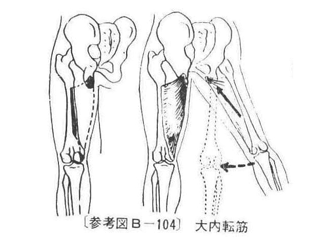 〔参考図B―104〕 大内転筋