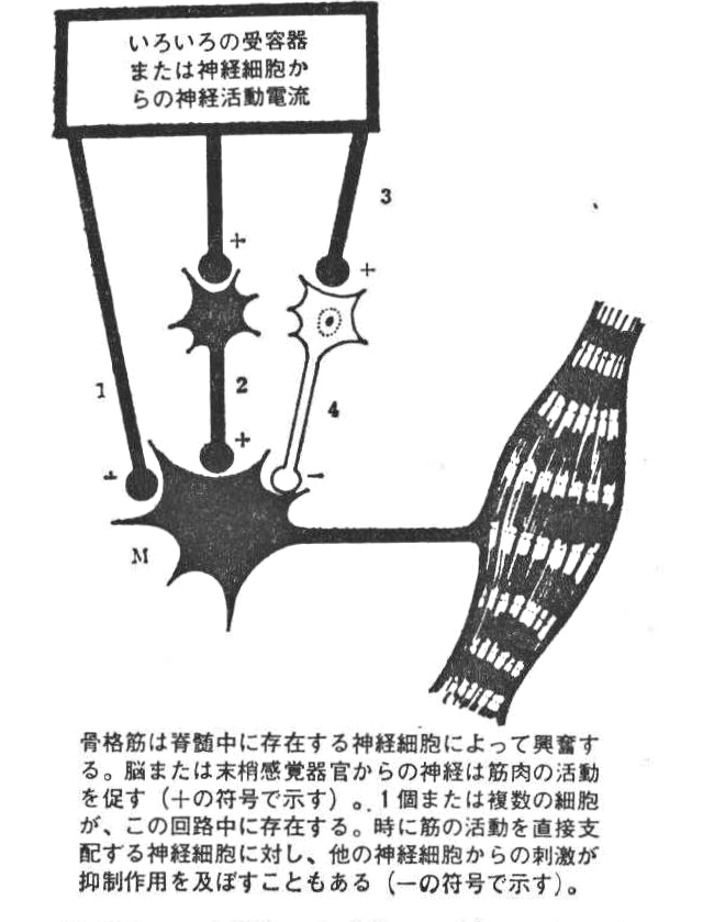 [参考図F]