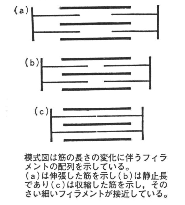 [参考図D]フィラメント模式図