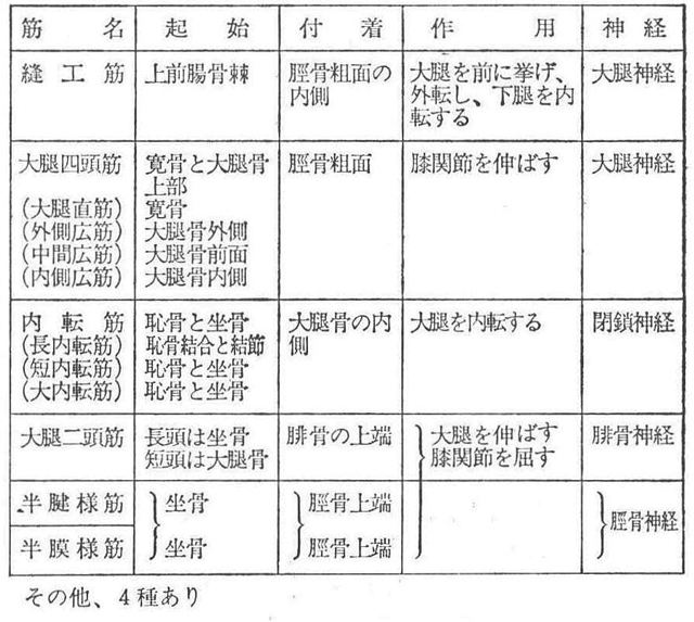 (7)-2 大腿筋