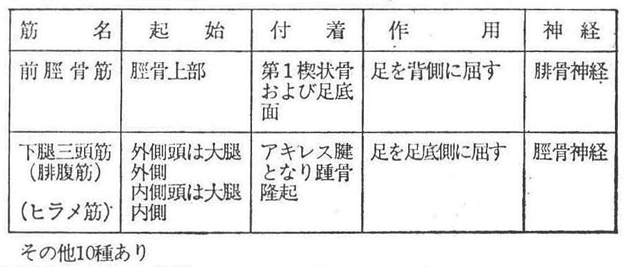 (7)―3 下腿の筋