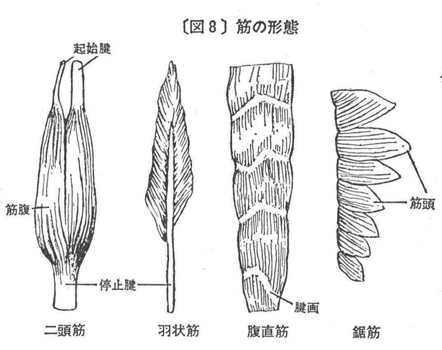 [図8]筋の形態