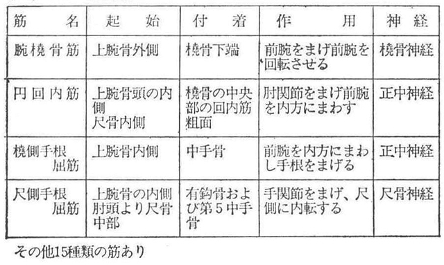(6)―3 前腕筋