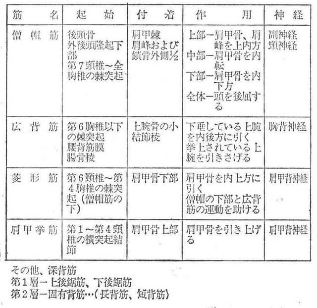(3)背部の筋(浅背筋―1層、2層)
