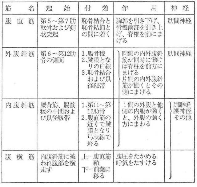 (5)腹部の筋
