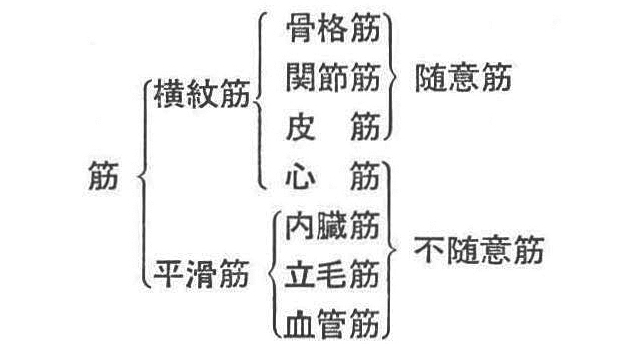 [註]人体には434の随意筋があり、全体重の40～60％を占めている。