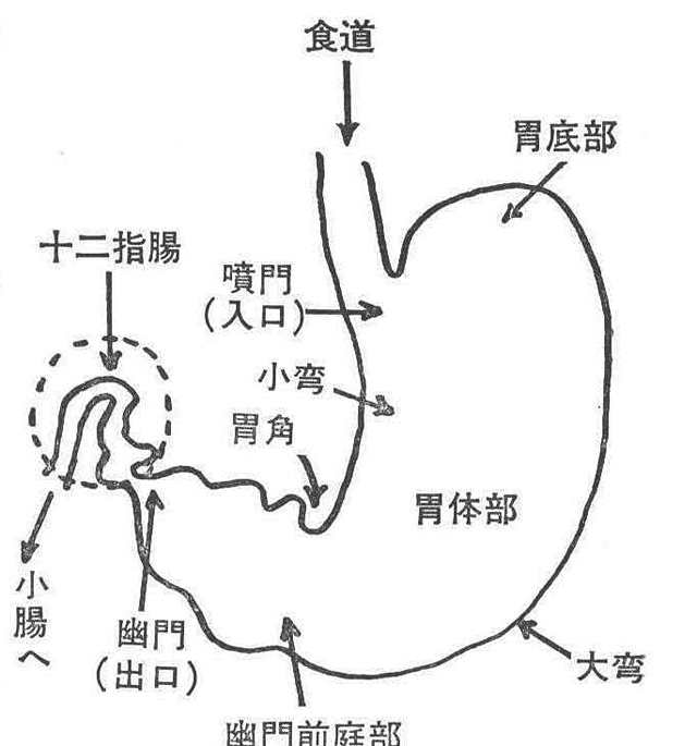 く胃と十二指腸の図>