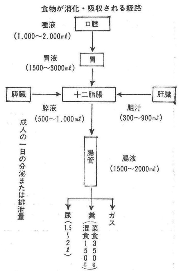 食物が消化・吸収される経路