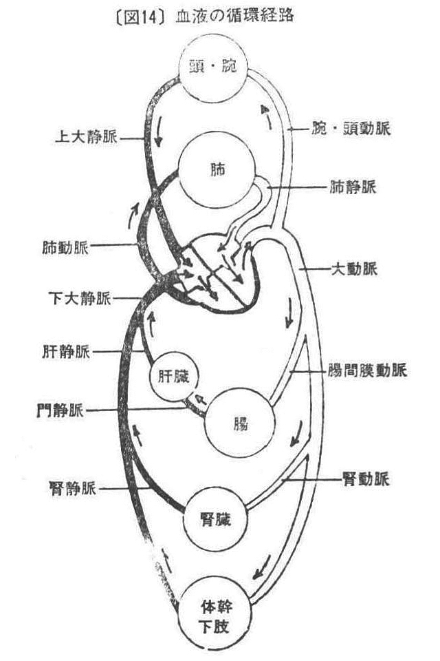 ［図14］血液の循環経路