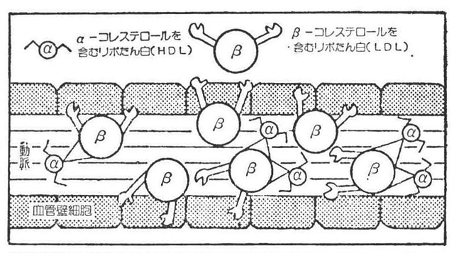 血管壁にへばりついて動脈硬化を起こそうとするβ-コレステロールを引きはがして肝臓に連れ去るα―コレステロール