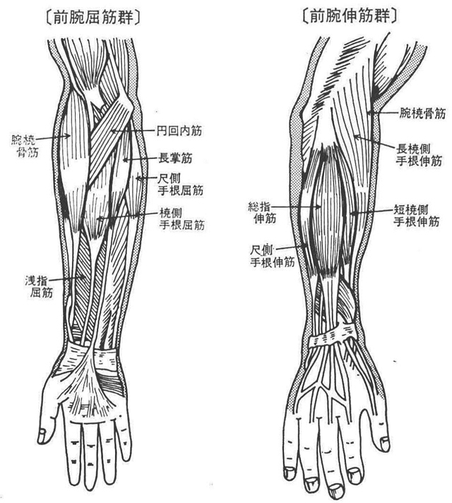 左〔前腕屈筋群〕右〔前腕伸筋群〕