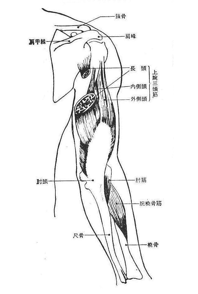 〔上腕の筋肉図〕