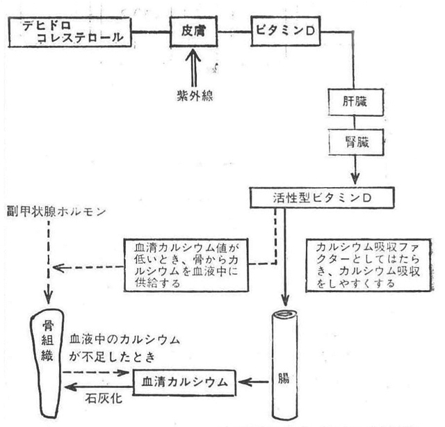 〔図-1〕ビタミンDの代謝とはたらき