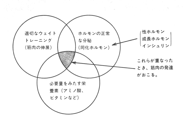 [図2]筋肉発達の条件