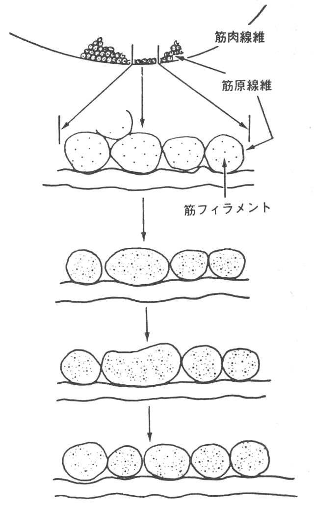 [図1]筋力トレーニングによる筋線維肥大まず、ある筋原線維が大きくなり、次に分割し、筋原線維数が増える。(ベースボールマガジン社「運動生理学の基礎」)