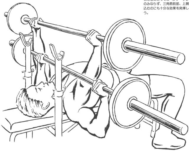 ベンチ・プレスは大胸筋全体を鍛えるのに、最も効果のある工クササイズのーつである。又、初心者にとってのベンチ・プレスは、大胸筋のみならず、三角筋前部、上腕三頭筋を鍛え込むのにも十分な効果を発揮してくれるだろう。